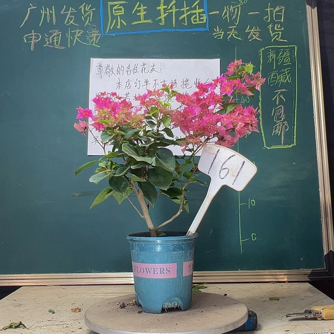 当前无花栽培后可以开花重瓣粉161
