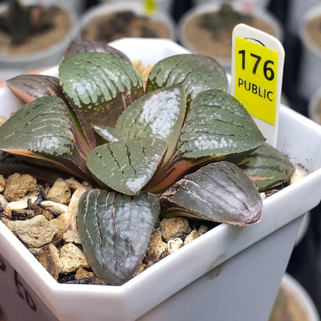 176号亲指姬锦多肉