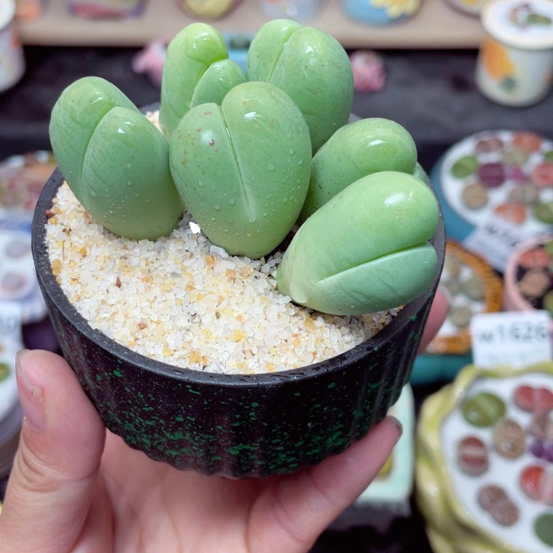 w1636 带盆土发货-零下地区拍保温箱