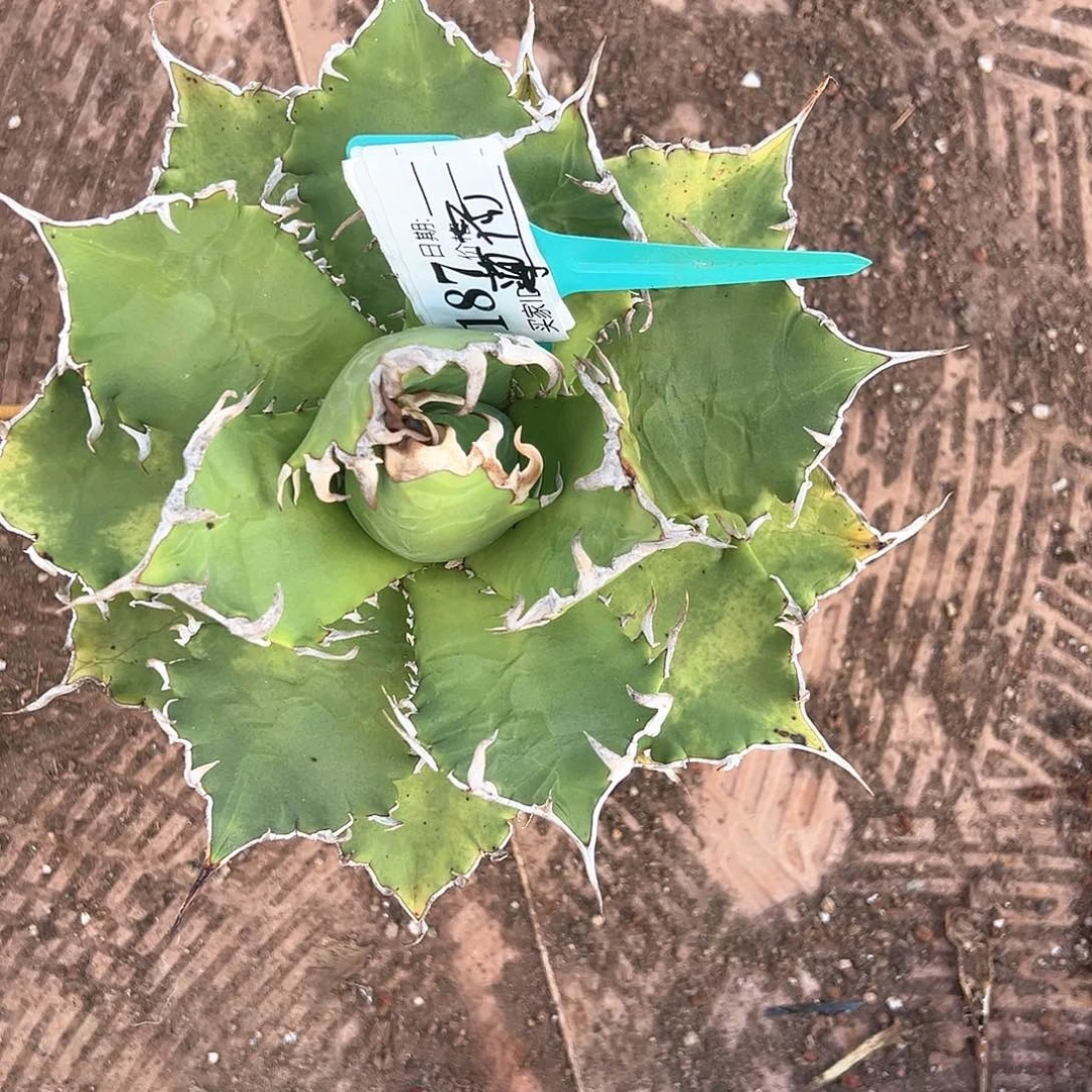 精品龙舌兰一物一拍