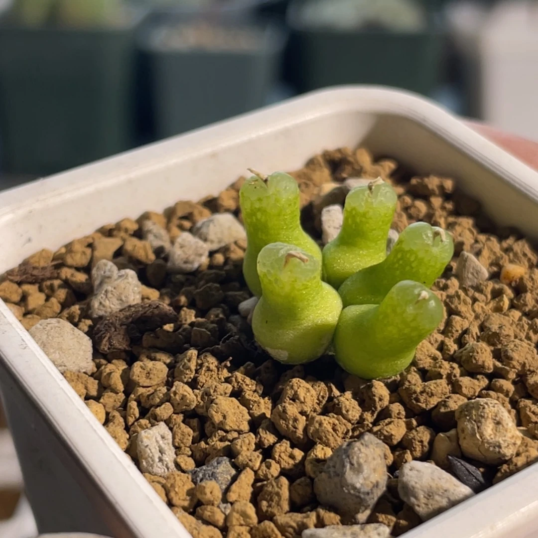 小葫芦群生植物一物一拍