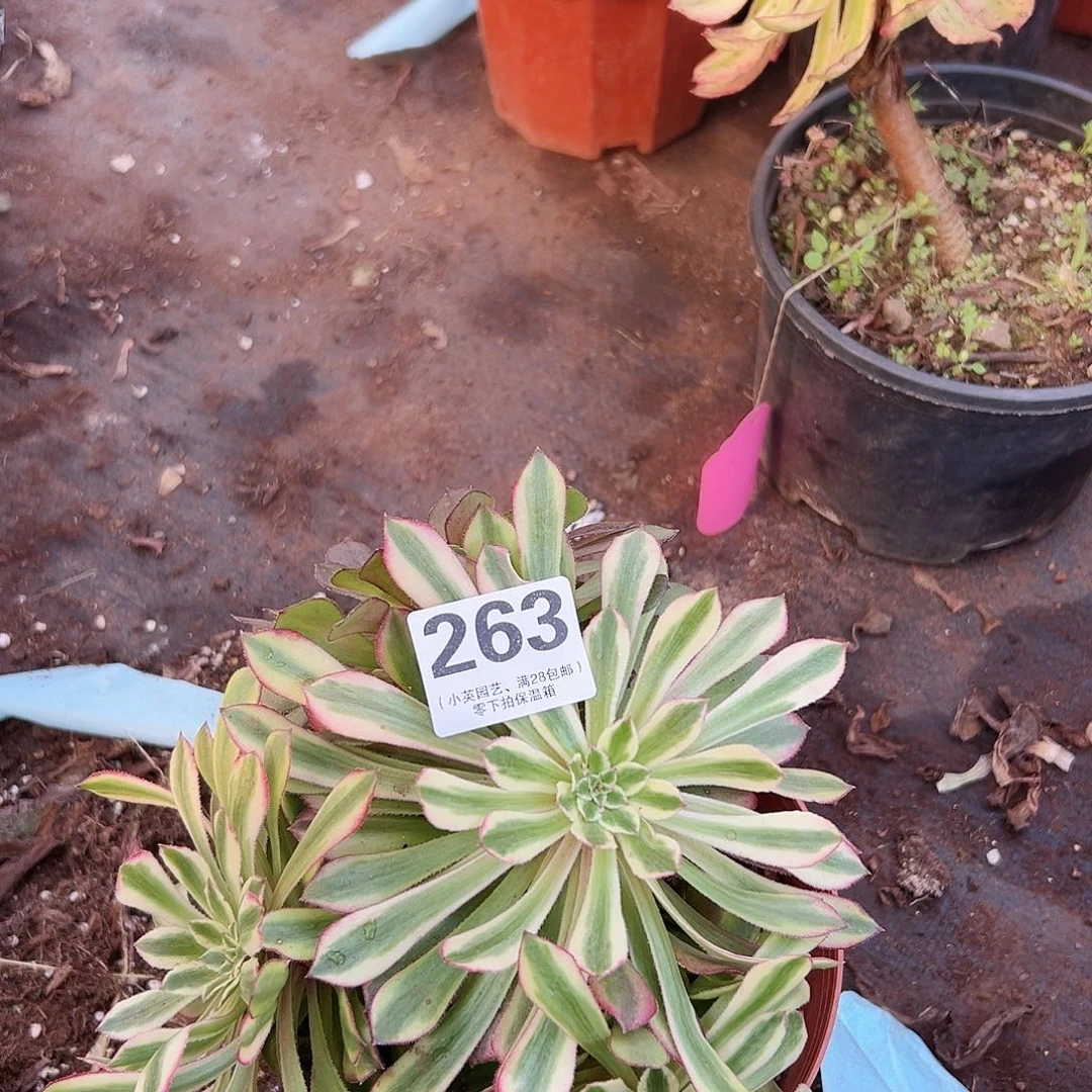 仙墨263多肉植物多肉植物