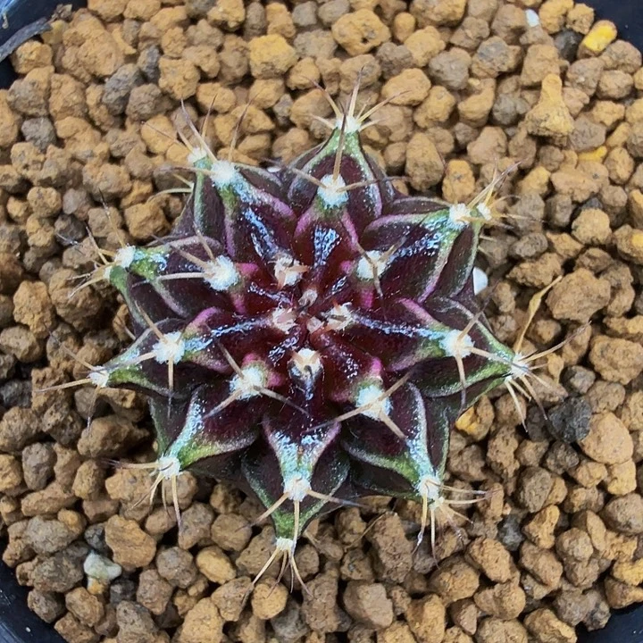 当前无花朵，栽培后可花朵