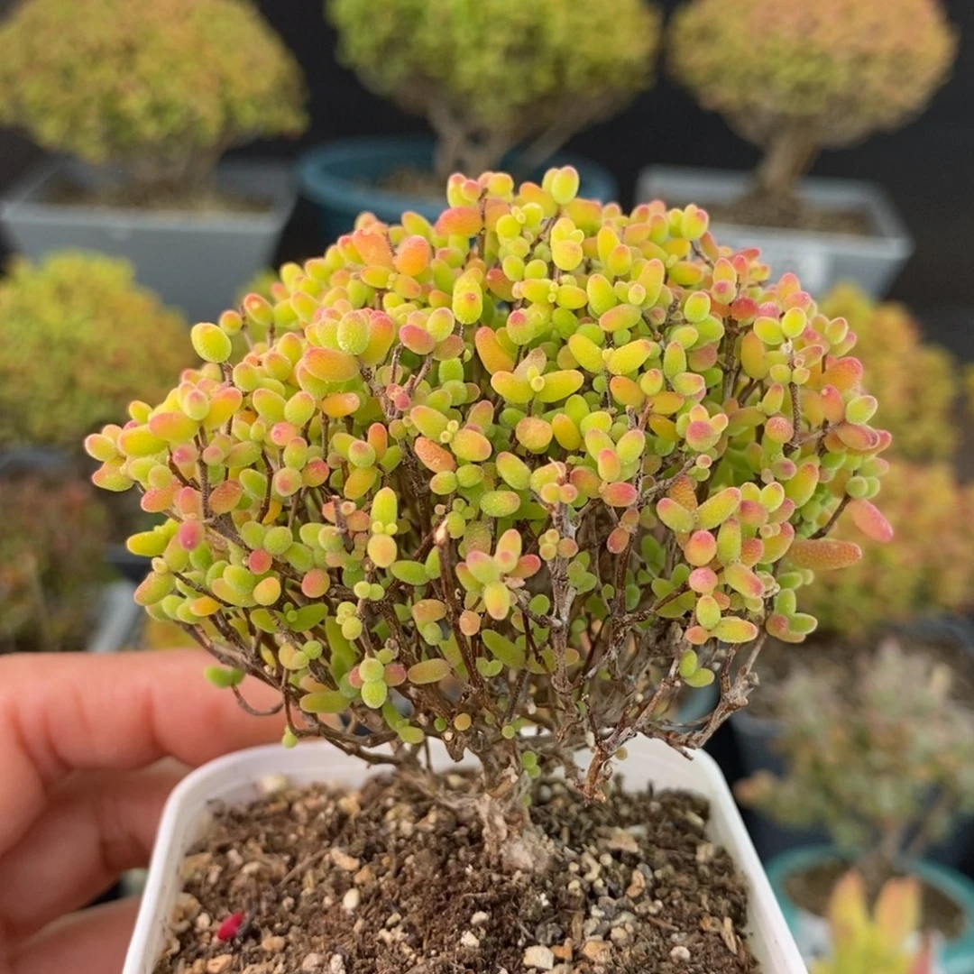 1557蜜橘糖球 。