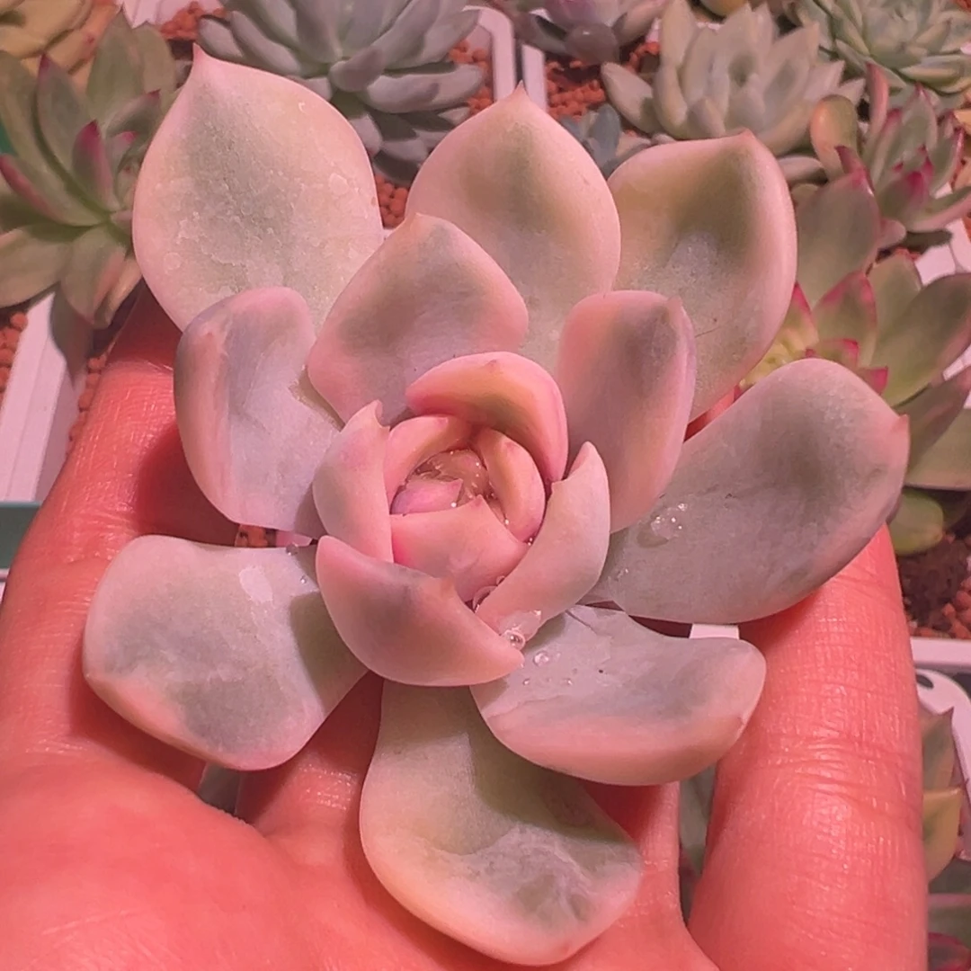 斯特拉锦，覆轮锦砍头