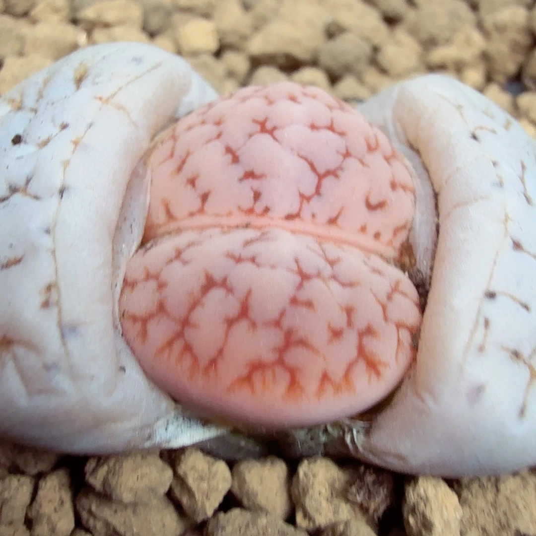 我就觉得这个女演员也724这个