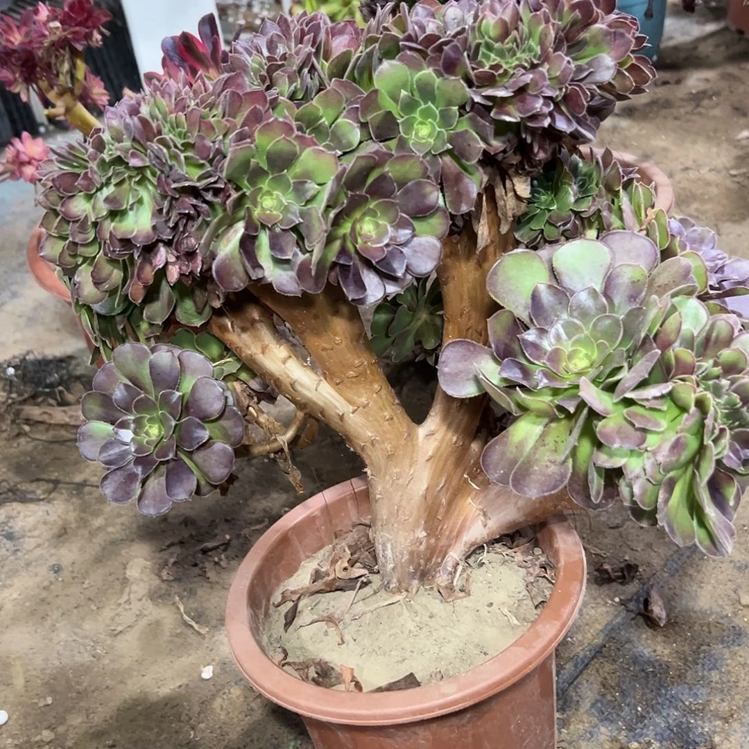 多333肉植物玫瑰缀花