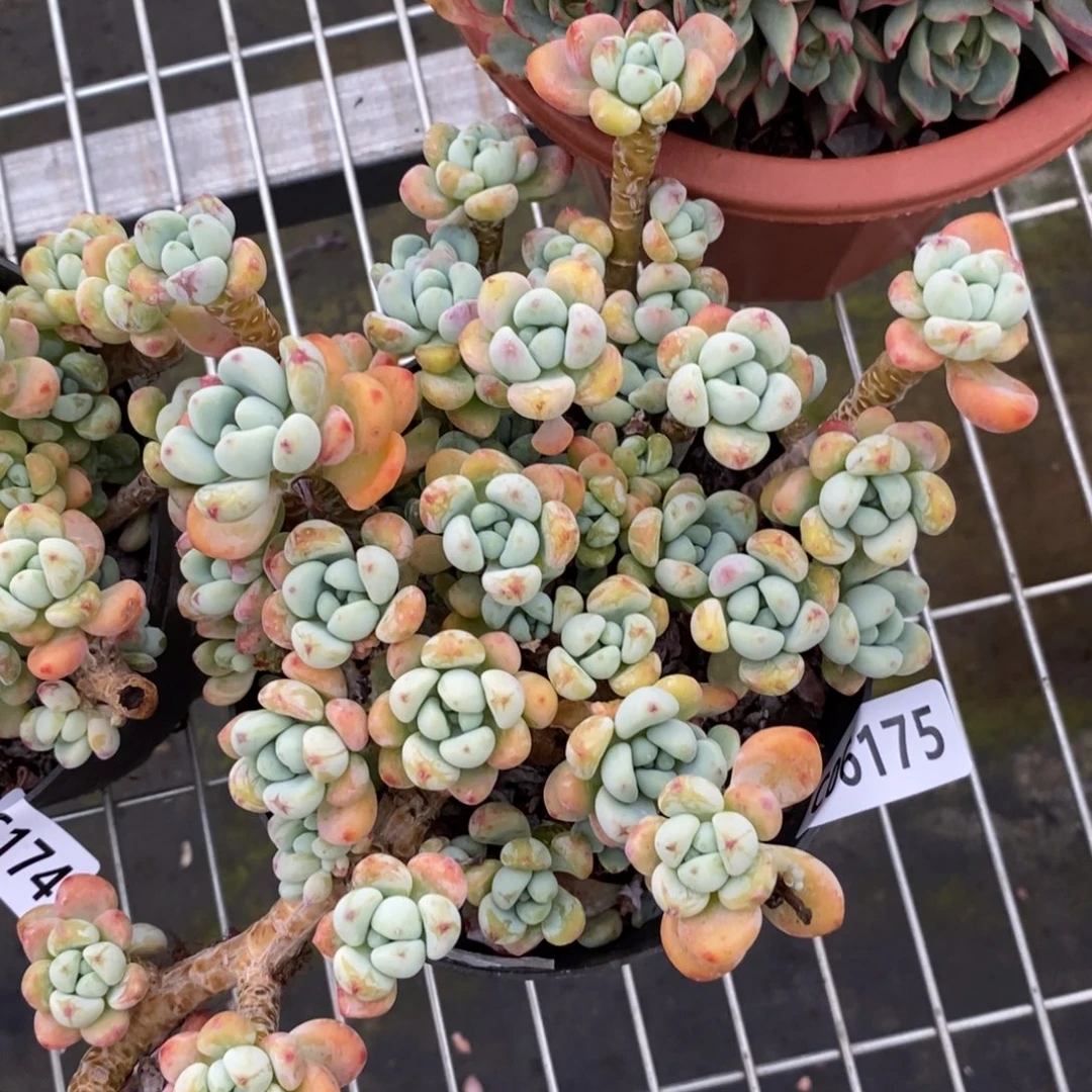 6175劳尔整桩整群老桩一物一拍