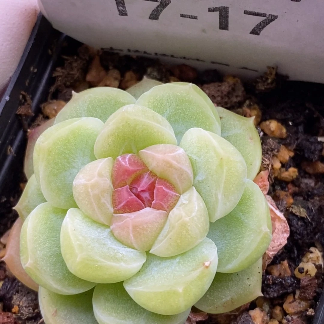 【闪购商品】17-17蜡像