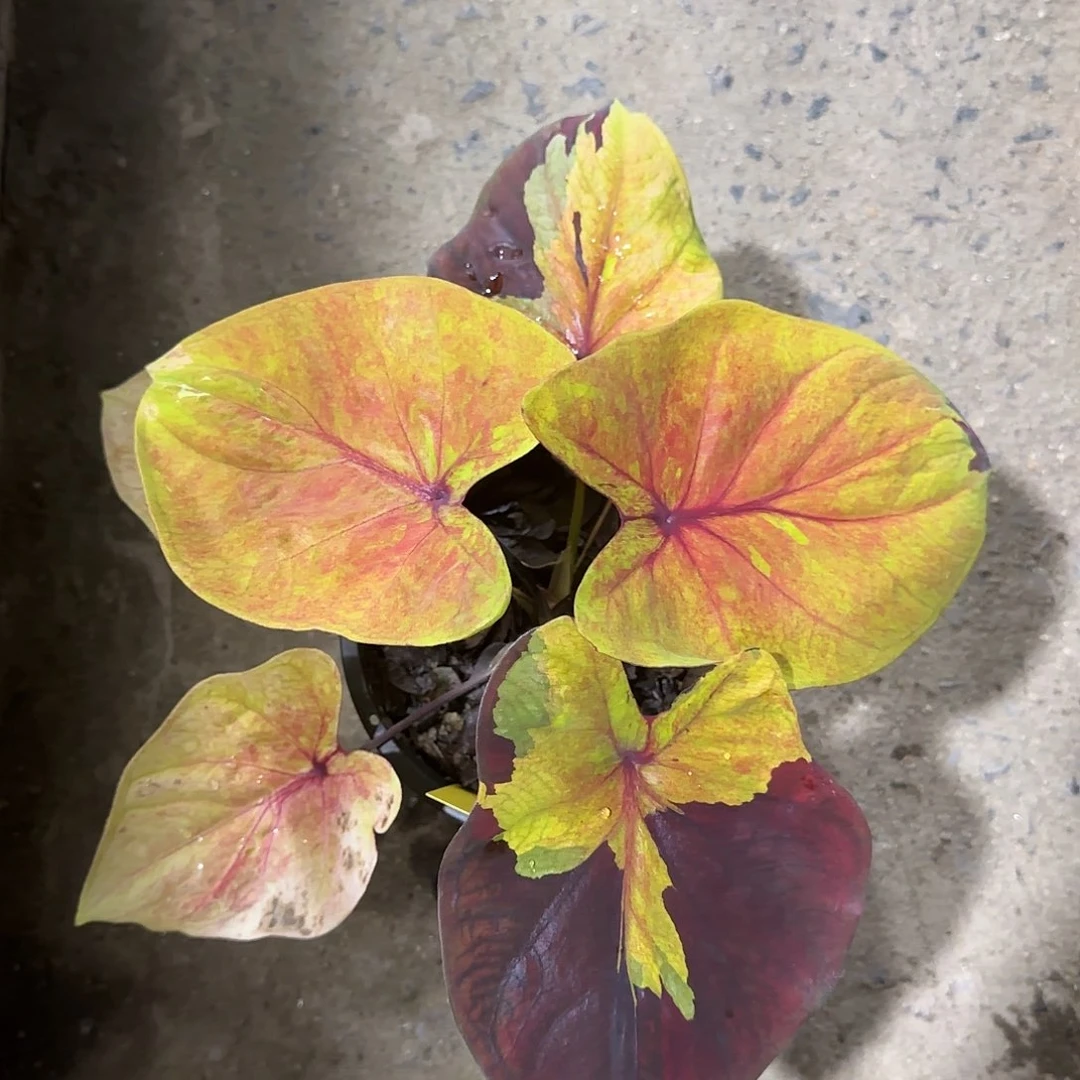 383-0529泰国发货落日天空