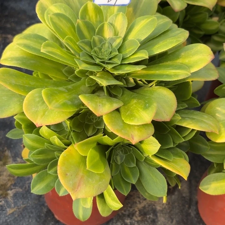 量拍两颗翡翠琉璃多肉断枝不包