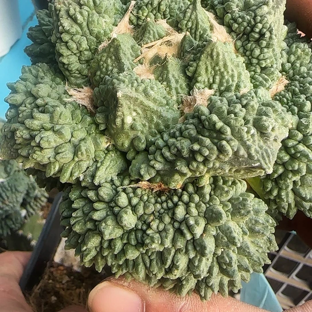 荔枝尤怒涛902仙人球开花