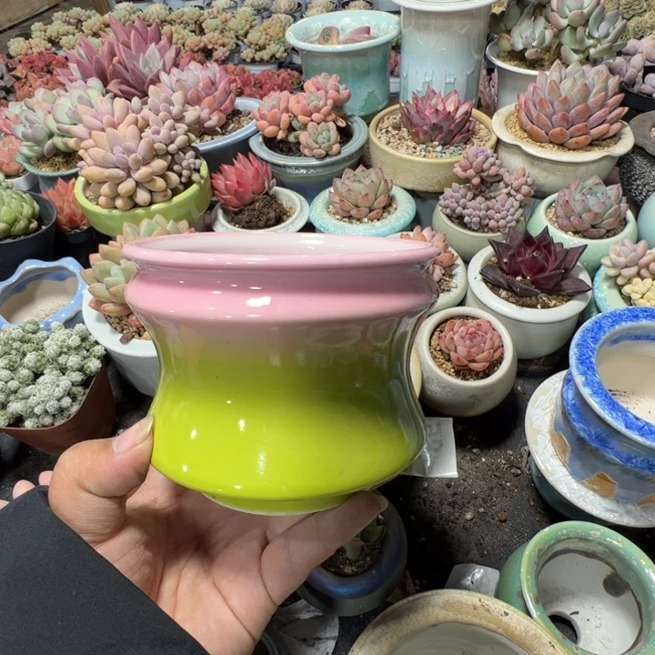 特价花盆满50发货 内口9.5