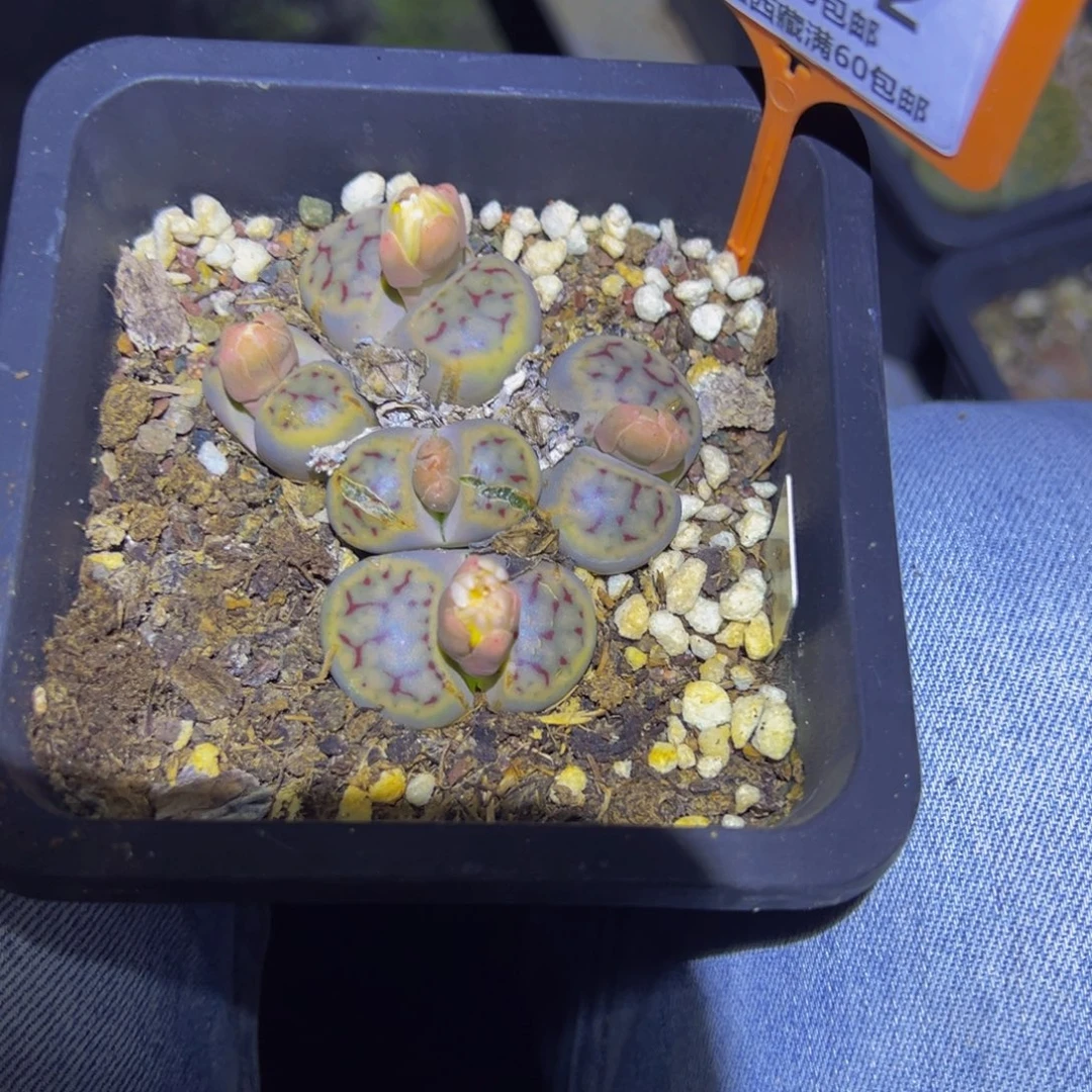 涅***生052 一物一拍，默认有伤，介意勿拍，不退不换