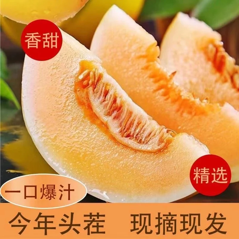 【产地直发】民勤蜜瓜 正宗甘肃民勤蜜瓜带箱9-10斤沙漠甜瓜JJ--xx