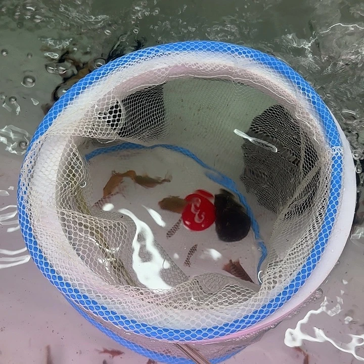 七彩神仙鱼3条蜘蛛包邮3