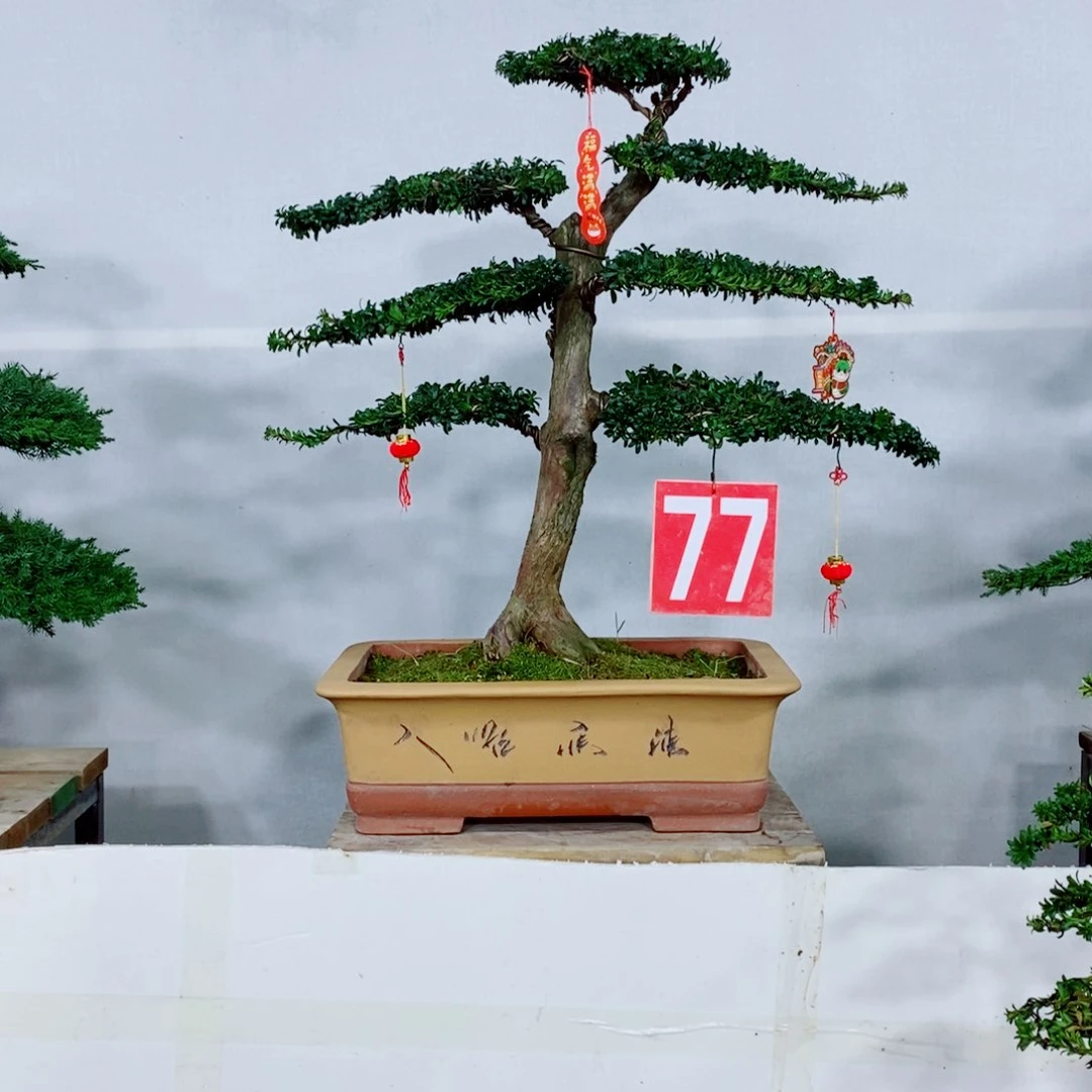 红芽珍珠罗汉松盆景盆栽