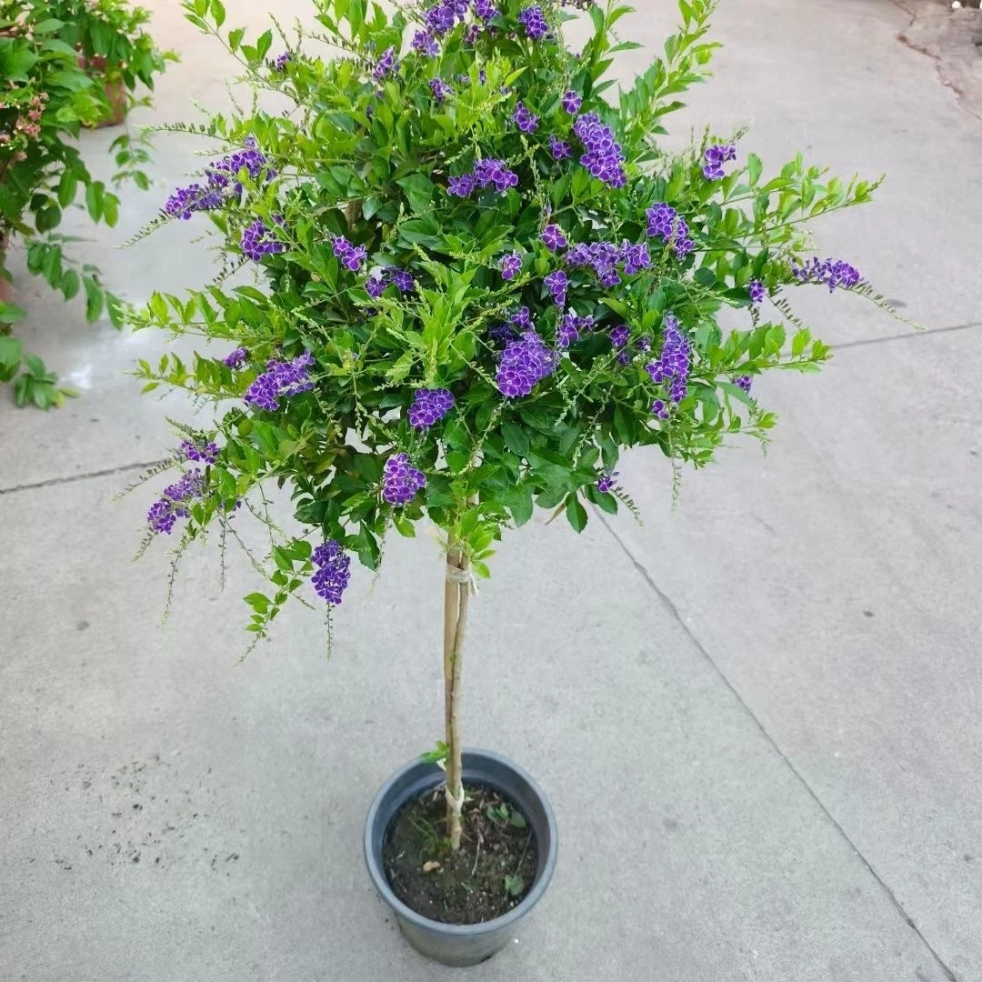 蕾丝金露花巧克力盆栽连翘灌木浓香型植物四季开花懒人花卉好养活
