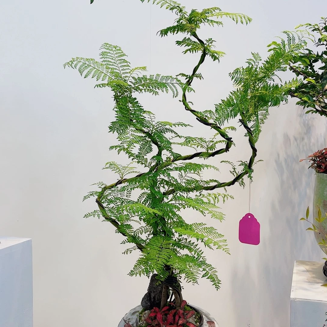 无花朵高端盆景一物一拍