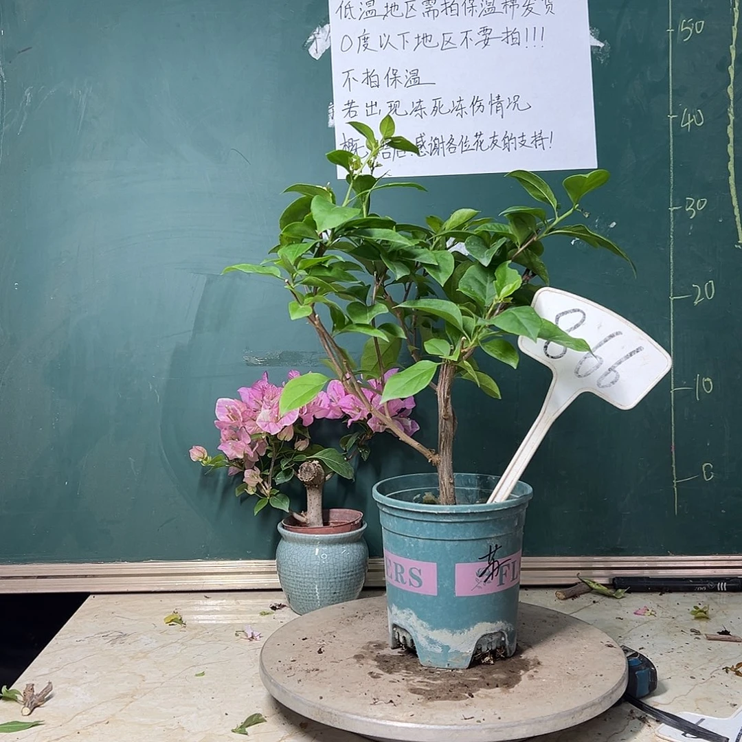 完全开放苏瓦娜  866