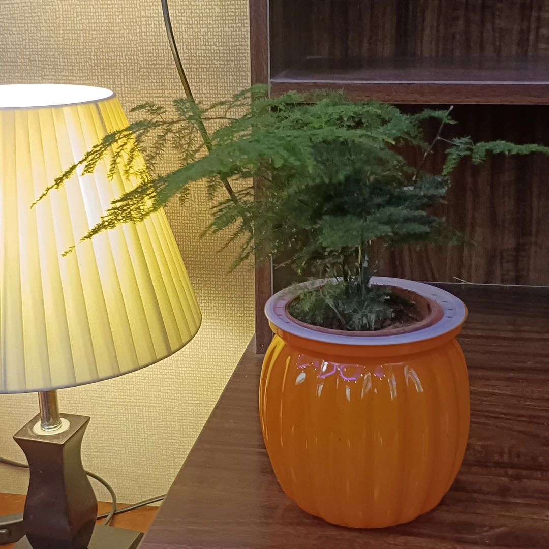 文竹月季花盆栽桌面盆栽文竹月季花办公室盆栽盆栽绿植文竹月季花