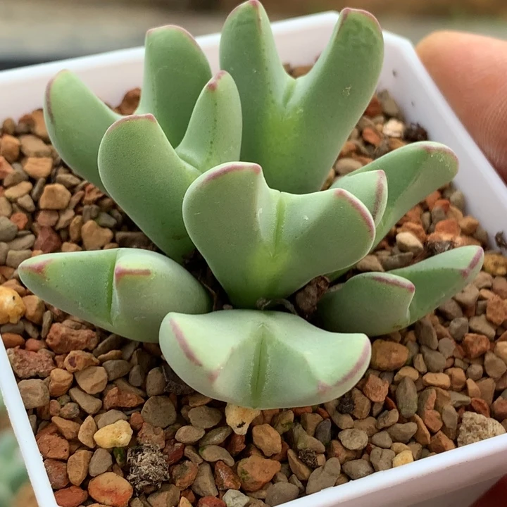 精品多肉植物精品多肉