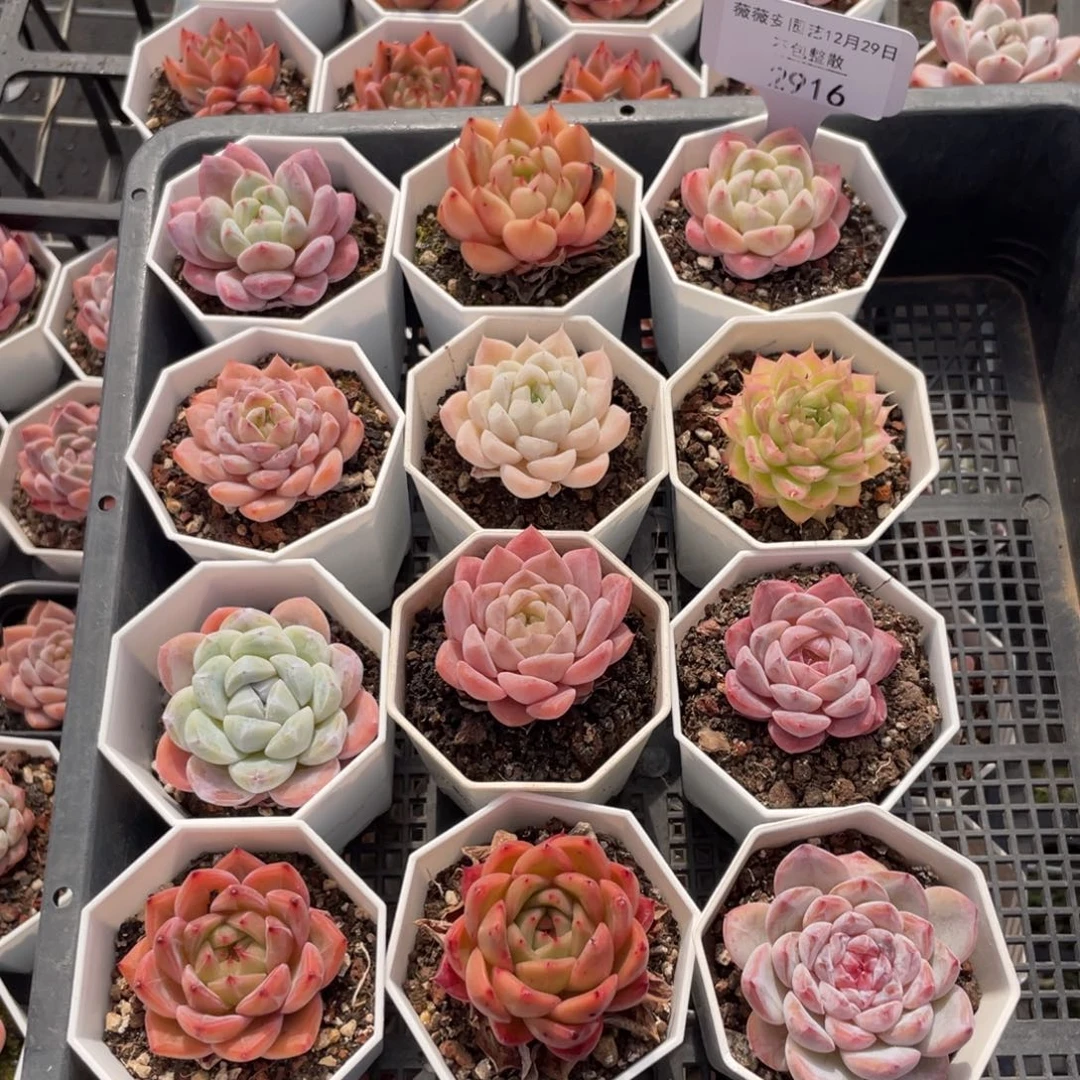 不包整散 盆子不售后2916