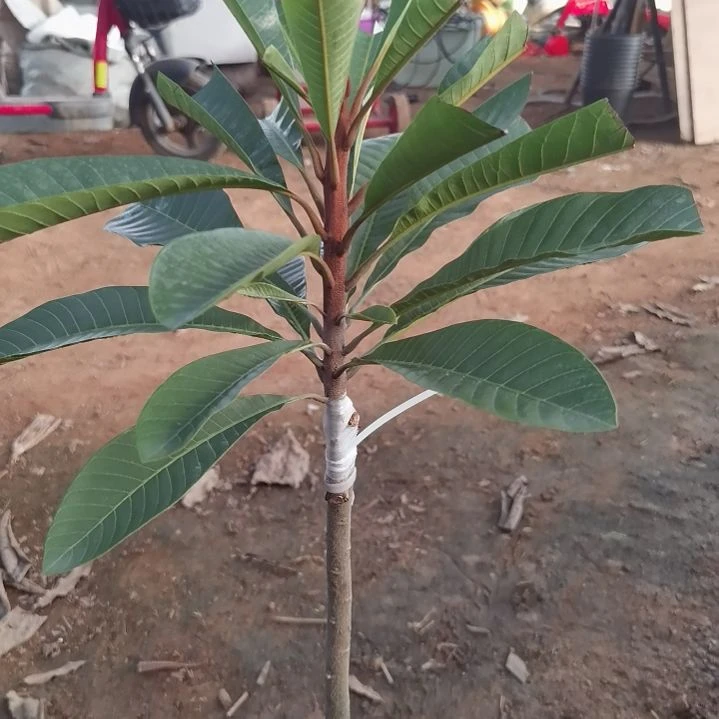 雍***8当前无花栽培后可以开花
