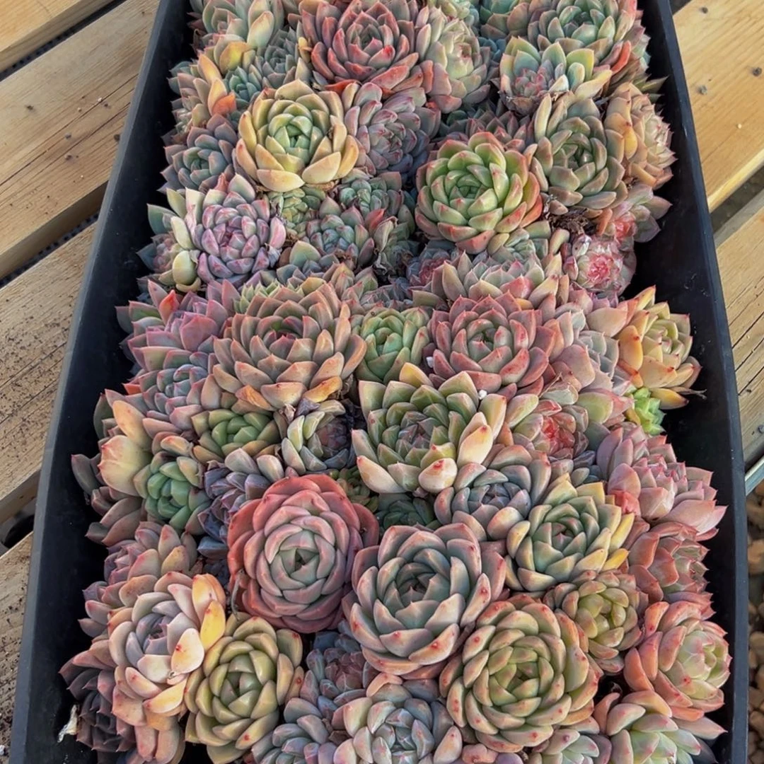 378多肉葡萄的味道是真的很好吃的