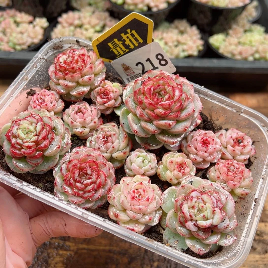 多肉植物多肉植物