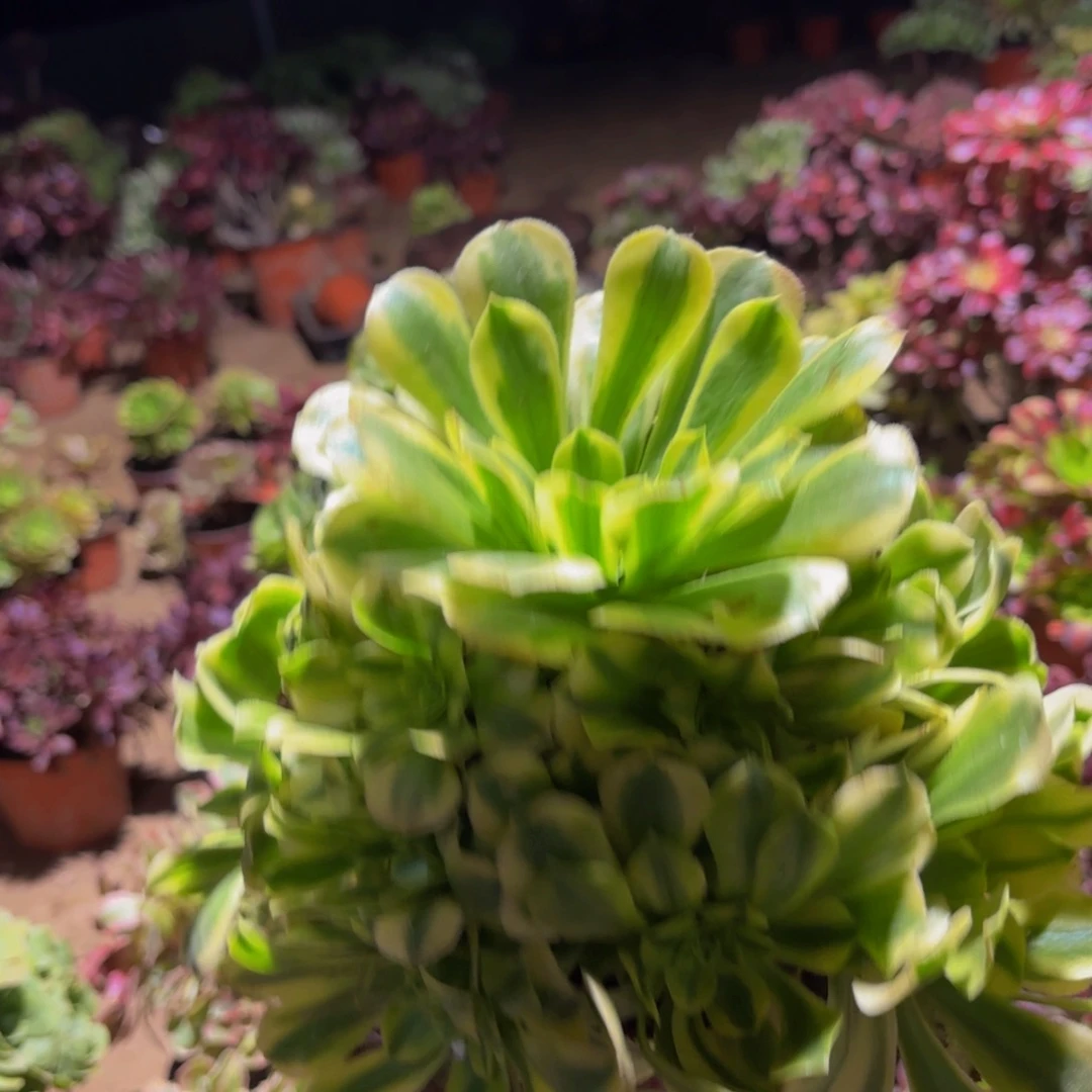 金丝翡翠9.9多肉植物