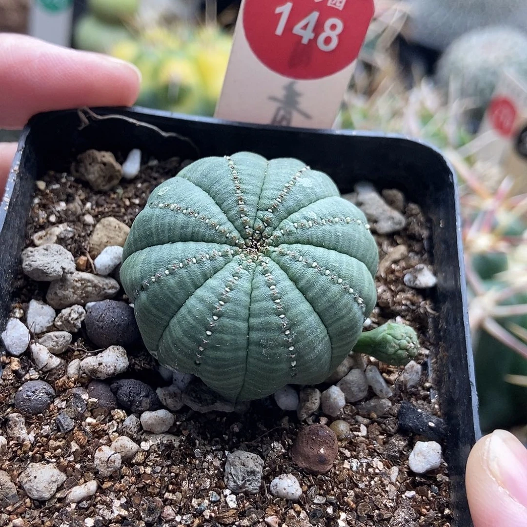 自根带崽白肌神玉布纹球3.7cm