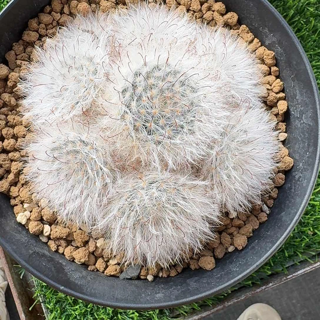 直播间，云朵姐姐，专拍