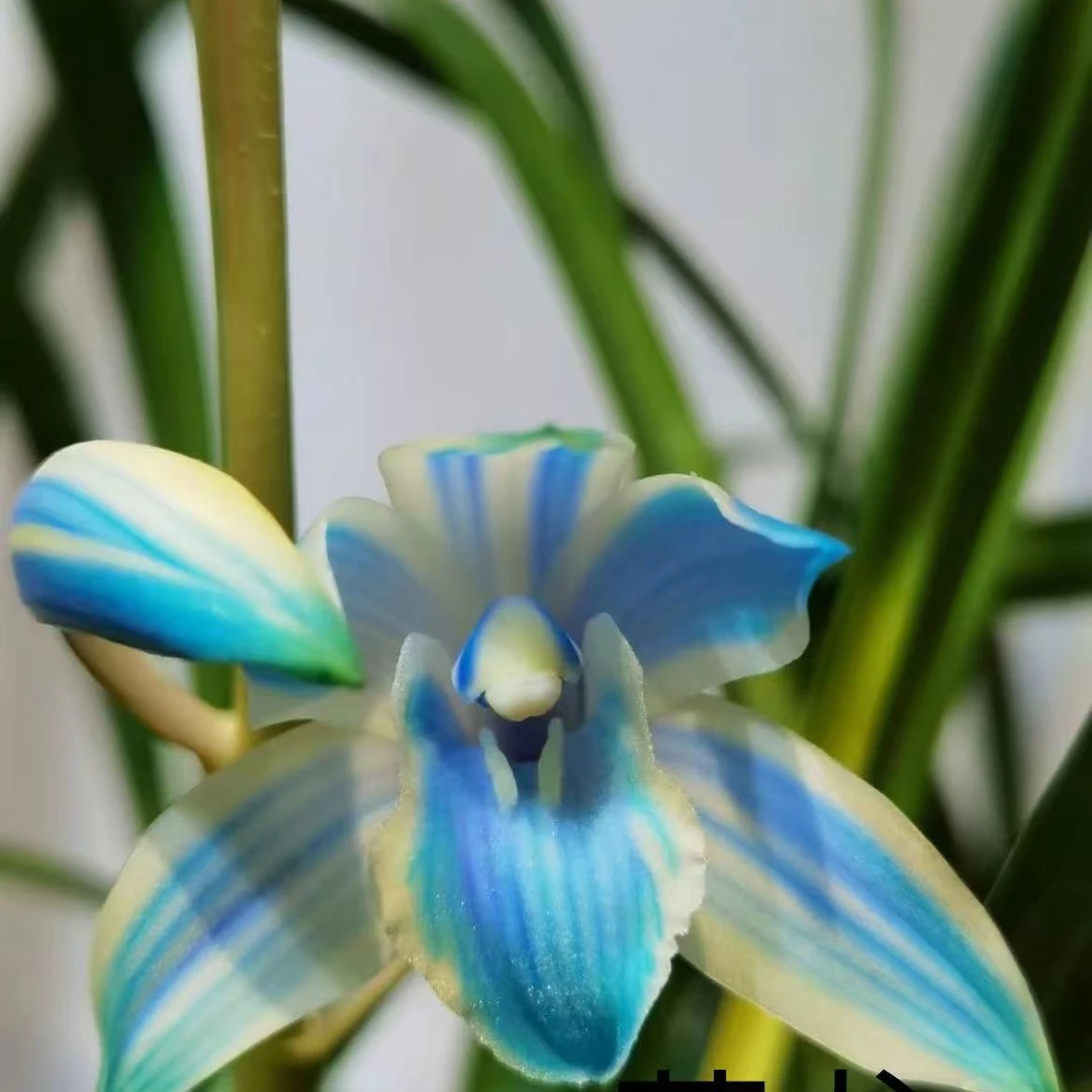 资源虎头兰花奇花（直播间）一物一拍