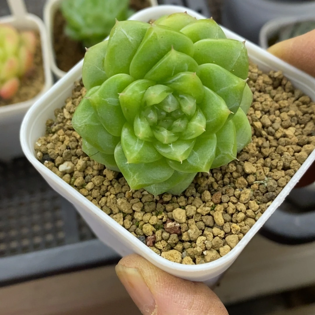 精品多肉一物一拍不包整416