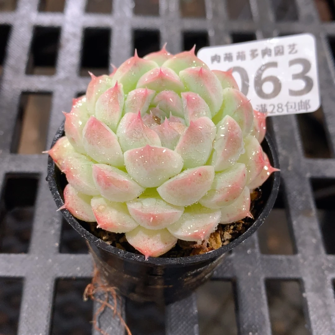 肉萌萌拇指盆精控多肉ZI063