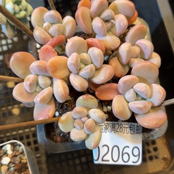 幸运儿是一位非常幸运