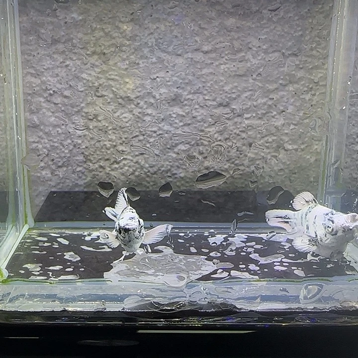 孔雀鱼水墨钻眼玛丽。8号