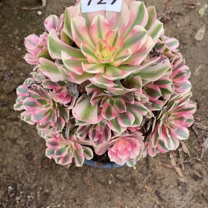 布***坊无花朵729多肉植物粉女巫