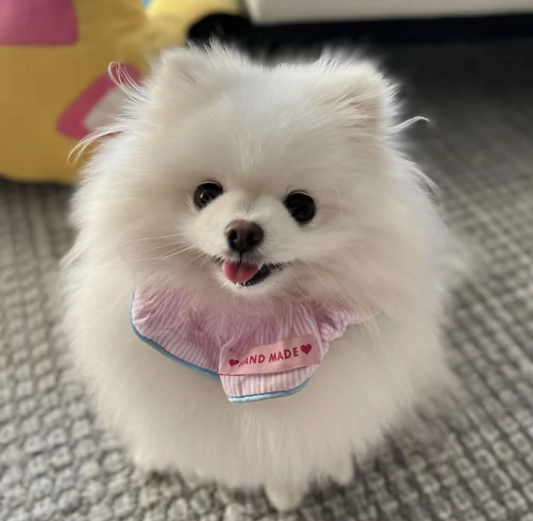 博美比熊自选 带小衣服