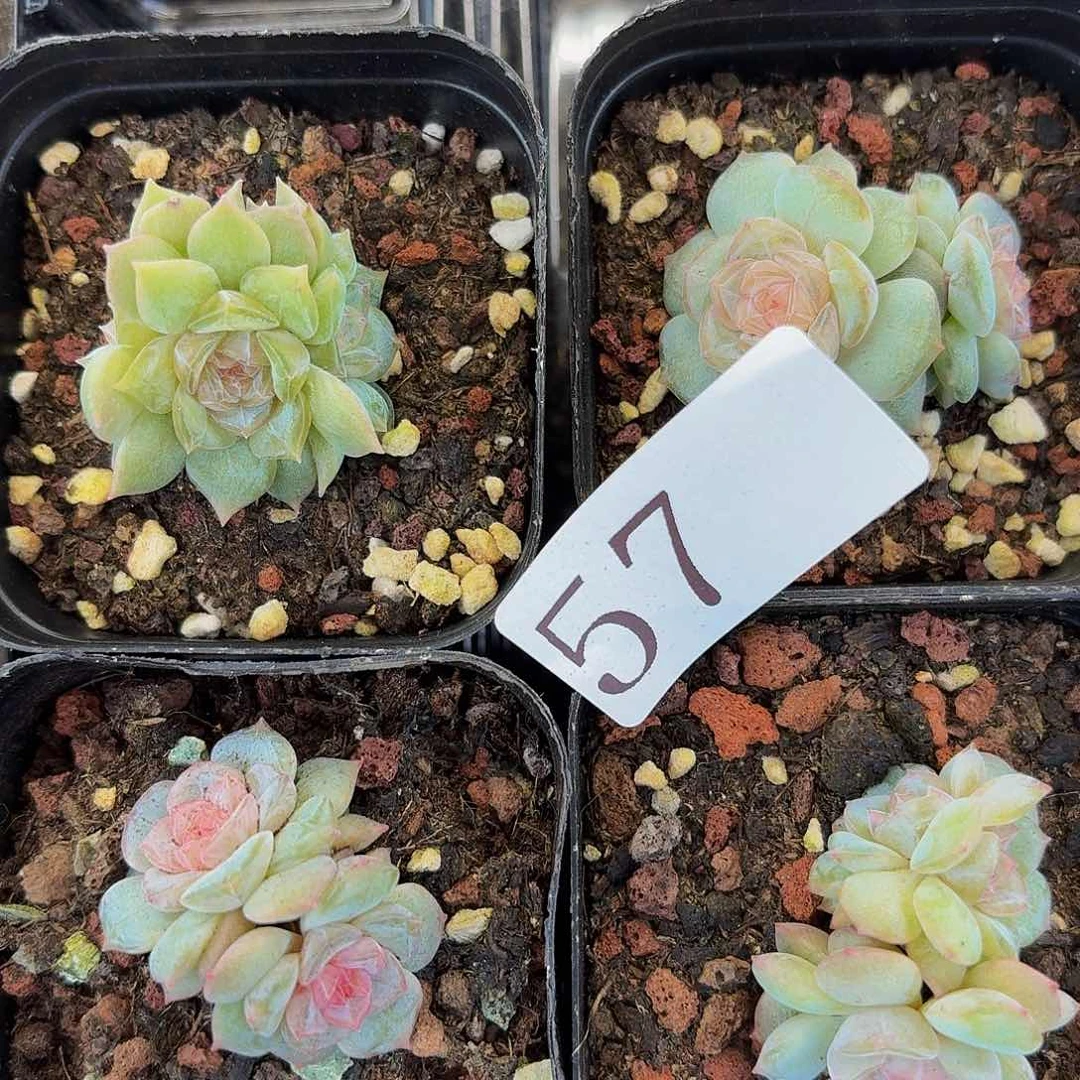 奶***?多肉植物多肉植物57