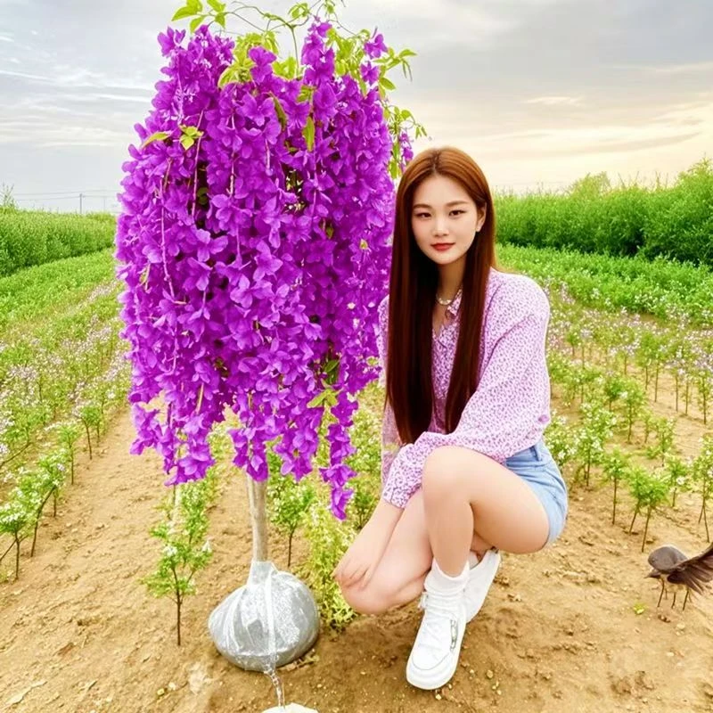 【包成活】紫藤花树苗新品紫藤花盆栽地栽阳台庭院当年种植当年开花