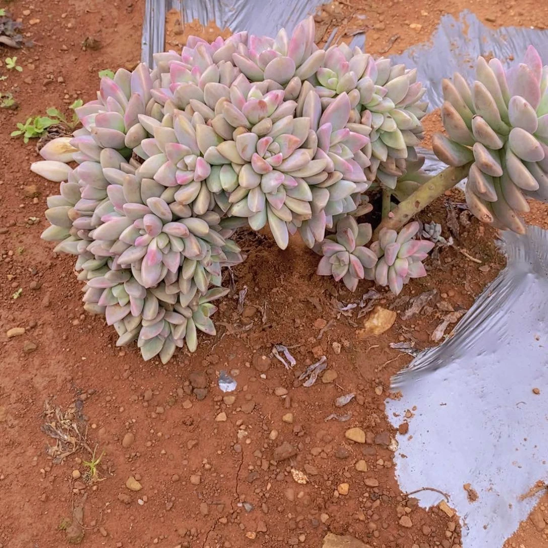 珍***?地栽淡雪板缀一颗