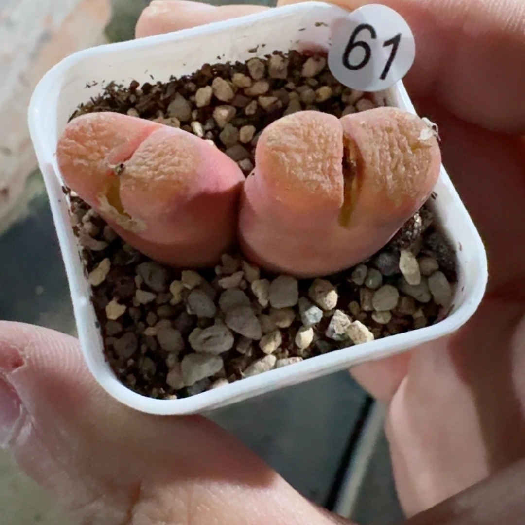 61.......多肉.....