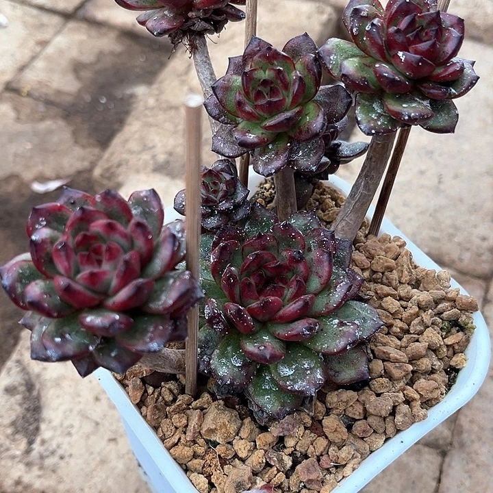 多头群生TM老桩满38包邮