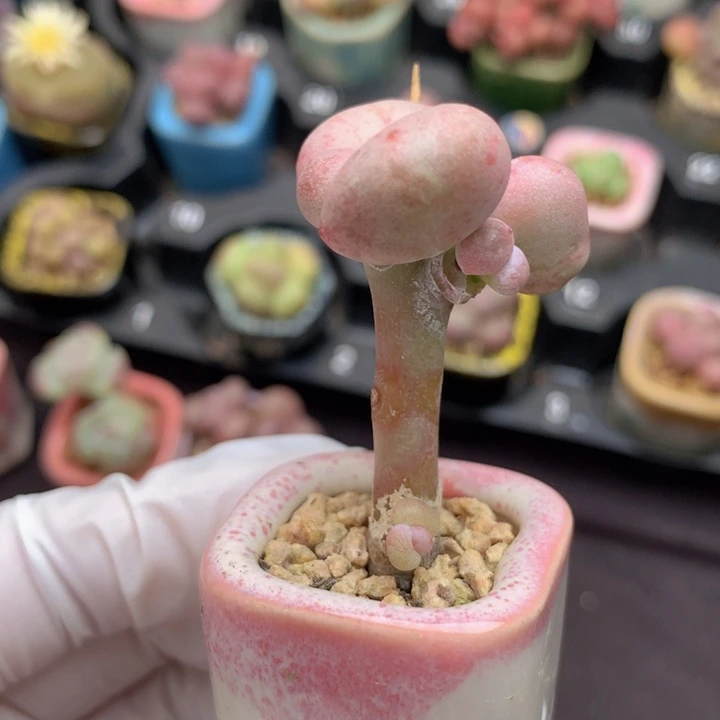 油煎丸子 老油煎 3头 桩子笔直