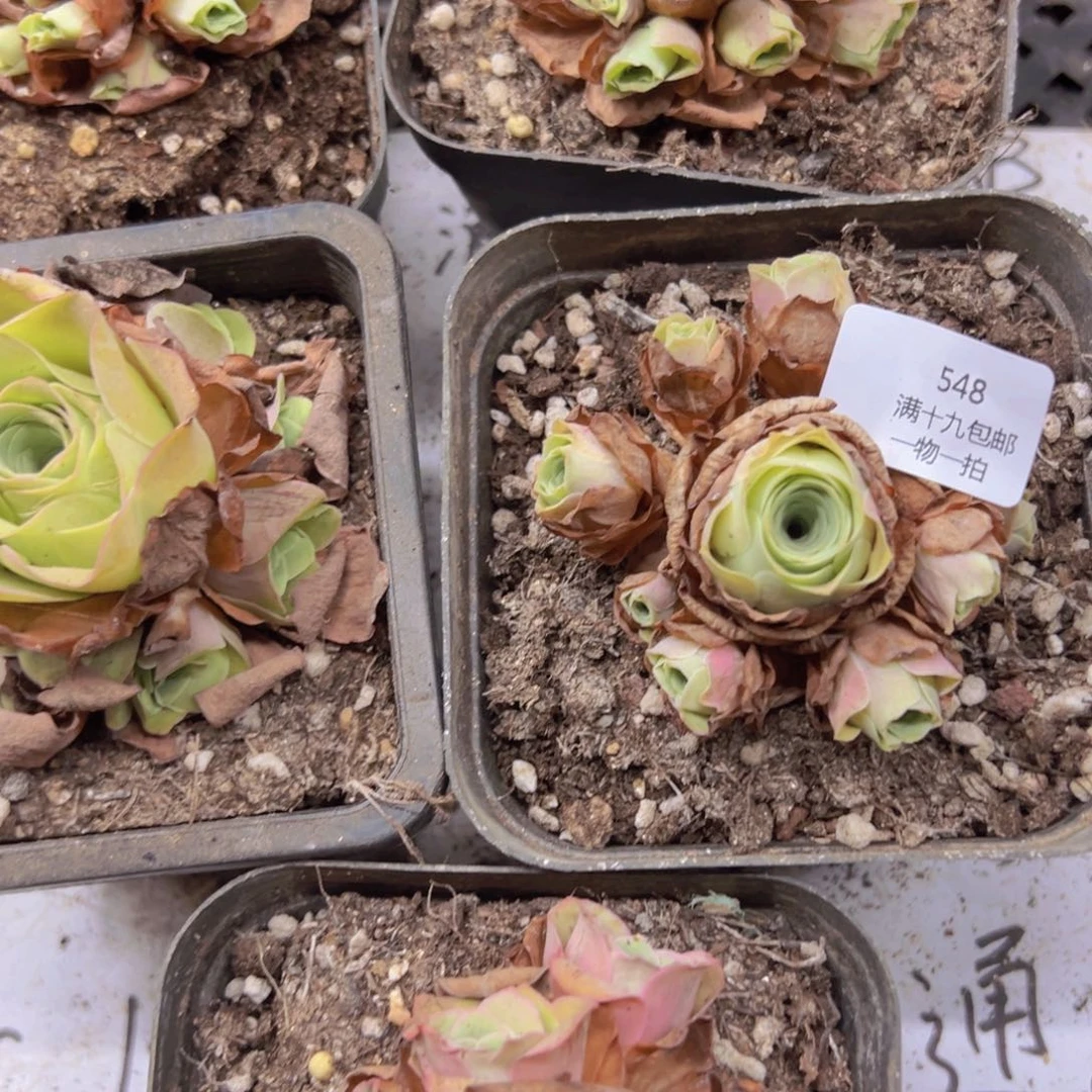 548 侧牙掉了不包损无售后