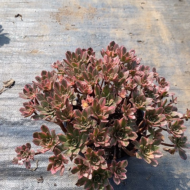 甜茶多肉植物062