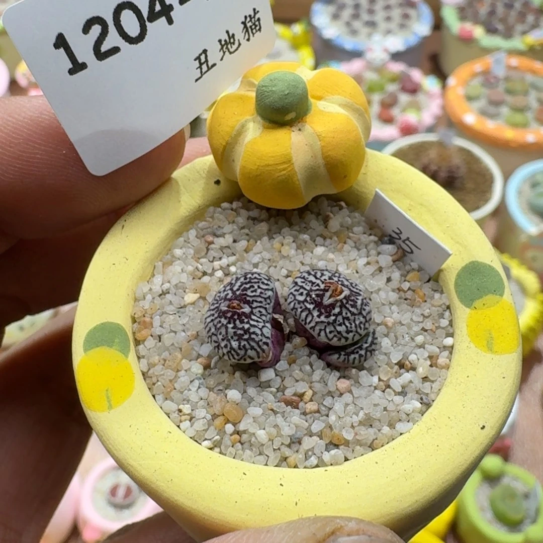 1204-023墨小锥肉锥