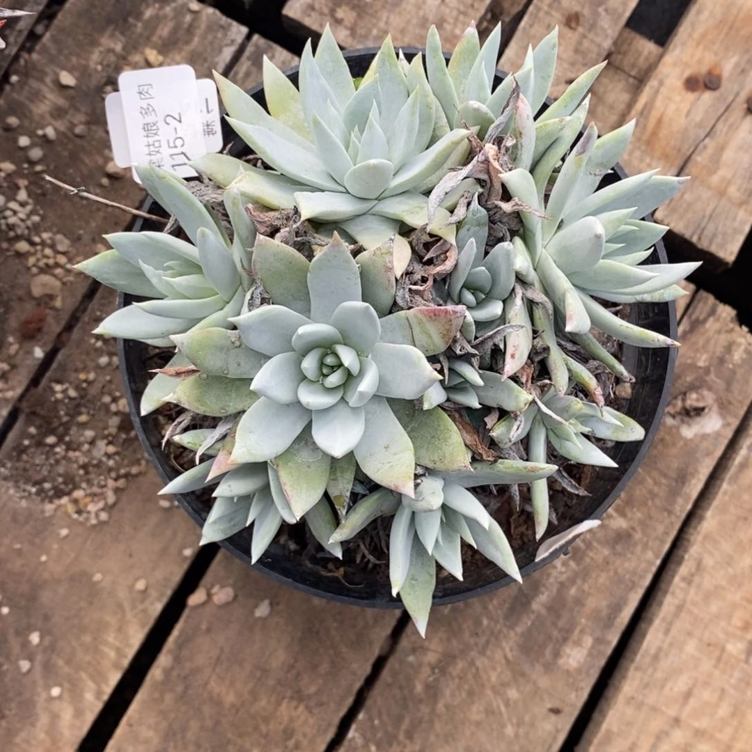 2号苹果叶大群漂亮